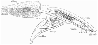 Illustration for article titled This Is What a Dolphin's Vagina Looks Like